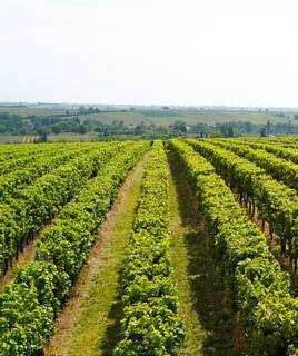 Rangées de vignes verdoyantes s'étendant à perte dans un vignoble près de Lacanau, avec des collines boisées et des habitations lointaines sous un ciel clair.