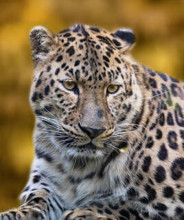 Un léopard avec son pelage tacheté et ses yeux perçants, potentiellement aperçu à l'Ecozoo des Sables-d'Olonne près de Longeville-sur-Mer.