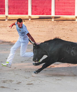 Course landaise avec un écarteur face à une vache, une tradition près de Mimizan.