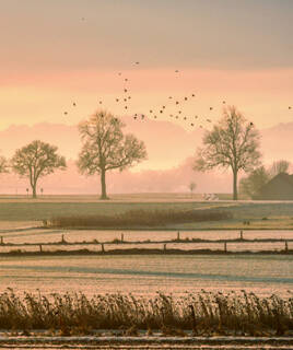 Troupeau d'oiseaux survolant un paysage de champs et d'arbres au lever du soleil, dans la Réserve Naturelle du Marais d'Orx, près de Mimizan.