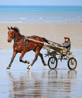 Un cheval de course brun avec un sulky et son driver en tenue de course, galopant sur le sable mouillé de la plage de Jullouville, avec la mer en arrière-plan.