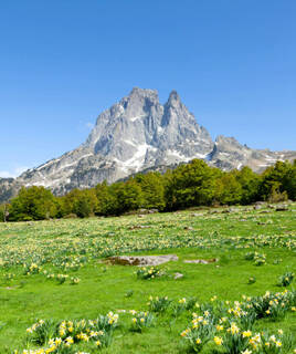 Champ verdoyant fleuri de jonquilles avec le Pic du Midi d'Ossau en arrière-plan, dans la Vallée d'Ossau des Pyrénées-Atlantiques.