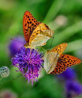 Plusieurs papillons orangés aux taches noires butinant des fleurs violettes, au Jardin des Papillons de Vannes.