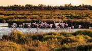 La Camargue