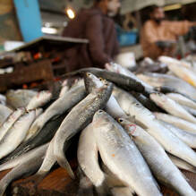 Poissonnerie au Camping Bijela Uvala à Porec Homair