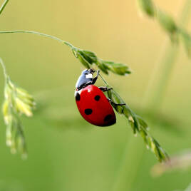 Réserve naturelle à proximité du Camping De Bergen à Wanroij Homair