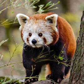 Zoo à proximité du Camping Les Couleurs de la Coubre à Les Mathes Homair
