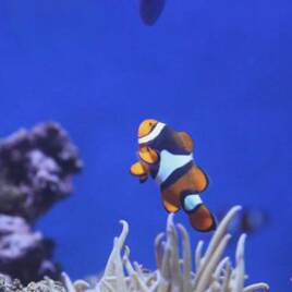 Aquarium near the Campsite Les Chardons Bleus de la Turballe to La Turballe Homair