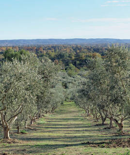Une oliveraie en rangées s'étendant à l'infini, emblématique du paysage des Alpilles et de la Provence, sous un ciel clair.