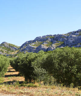 Un verger d'oliviers s'étendant au pied des montagnes rocheuses des Alpilles, un paysage typique de randonnée en Provence, sous un ciel bleu éclatant.