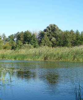 L'Étang de Kerloc'h à Camaret-sur-Mer, un plan d'eau calme bordé de vastes étendues de roseaux et d'arbres verdoyants, sous un ciel bleu clair.
