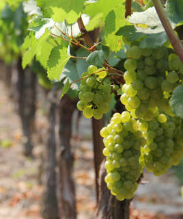 In der Stadt bummeln und kulinarische Spezialitäten genießen Homair