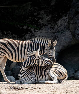Genieten van cultuur en natuur rondom Voorthuizen Homair