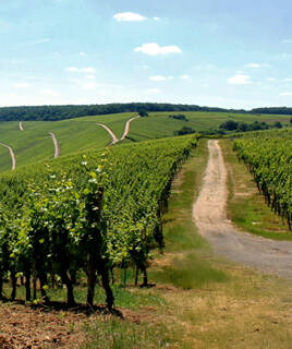 Les vastes vignobles de la Route des Vins de Cassis, s'étendant à flanc de collines avec des chemins sinueux, sous un ciel bleu parsemé de nuages blancs.