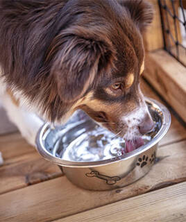 Chien buvant dans une gamelle d'un toutou bar en camping