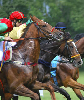 Courses à l'hippodrome