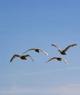 Quatre cygnes en plein vol dans un ciel bleu clair, probablement au Parc Ornithologique du Teich près de la Dune du Pilat.