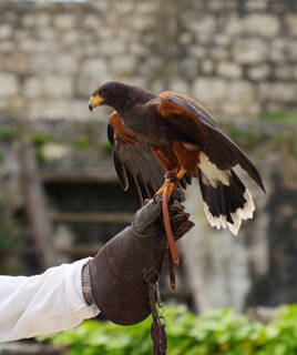 Spectacle de rapaces