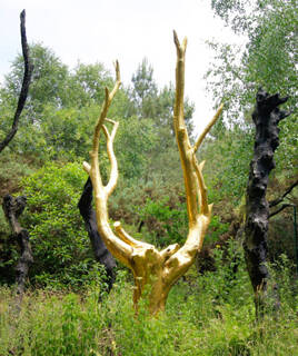 Forêt de Brocéliande