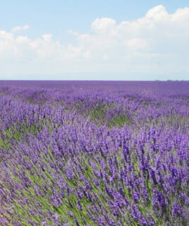 Un vaste champ de lavande en fleurs sur le Plateau de Valensole, près de Gréoux-les-Bains, s'étendant à perte de vue sous un ciel bleu parsemé de quelques nuages blancs.