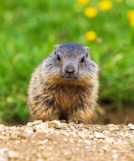 Marmotte