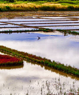 Les marais salants de Guérande en Loire-Atlantique, avec leurs bassins d'eau reflétant le ciel, des parcelles de végétation verte et rouge, et un oiseau solitaire en leur sein.