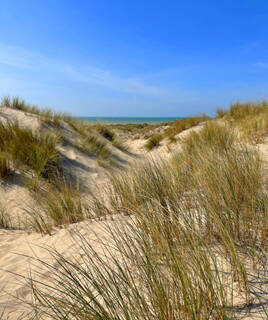 Les dunes de sable de la région naturelle du Marquenterre à Merlimont, parsemées de végétation herbeuse, s'étendent vers l'horizon où l'on aperçoit la mer sous un ciel bleu éclatant.