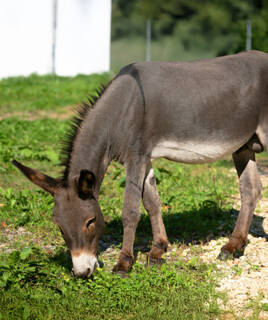 Un âne broutant de l'herbe à La Ferme des Petits Amis, près de Merlimont, avec un arrière-plan verdoyant et un ciel ensoleillé.