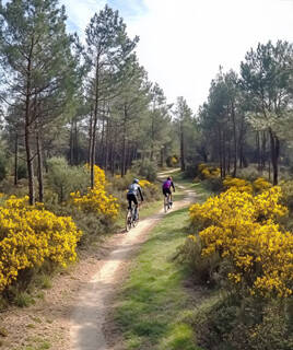 Deux cyclistes parcourent un sentier forestier de la Forêt de la Coubre près de La Palmyre, entourés de pins et de buissons fleuris jaunes sous un ciel lumineux.