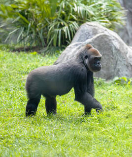 Un gorille des plaines de l'Ouest marchant sur l'herbe verte au Zoo de La Palmyre, avec des rochers et de la végétation en arrière-plan.