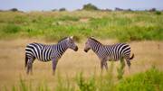 Deux zèbres avec leurs rayures noires et blanches se faisant face dans un champ d'herbe haute, au sein de la Réserve Africaine de Sigean, près de Narbonne, sous un ciel clair.