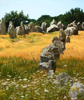 Les alignements de menhirs de Carnac, près de Pénestin, se dressent dans un champ herbeux aux couleurs dorées, sous un ciel bleu clair avec quelques arbres en arrière-plan.