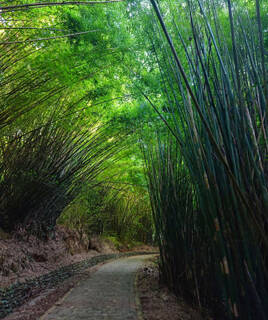 Allée sinueuse traversant une dense forêt de bambous géants au Bambousaie de Planbuisson, en Périgord, créant une atmosphère exotique et verdoyante.