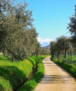 Passeggia tra gli uliveti e vigneti del Garda Homair