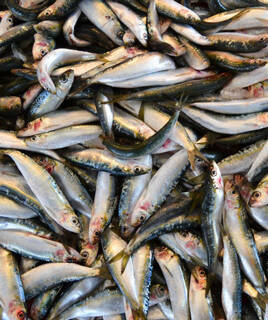 Un tas de sardines fraîches, un produit local de la pêche de Port-La-Nouvelle, avec leurs écailles brillantes et leurs reflets argentés.