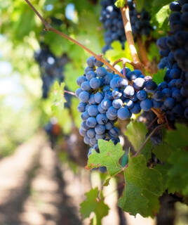 Des grappes de raisins noirs mûrs suspendues à une vigne, illuminées par le soleil, dans les vignobles du Domaine Preignes le Vieux à Portiragnes.