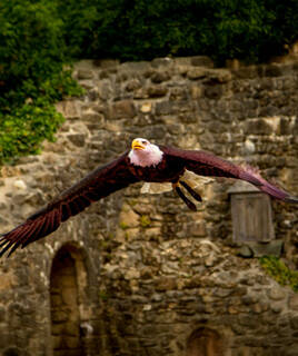 Aigle au Puy du Fou