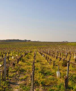 Des rangées de vignes s'étendant à perte de vue dans l'estuaire de la Gironde près de Ronce-les-Bains, avec des bâtiments au loin sous un ciel clair.