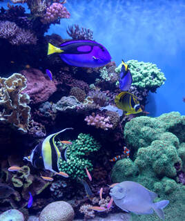 Un récif corallien vibrant rempli de poissons tropicaux colorés, dont un poisson-chirurgien bleu et un idole des Maures, probablement à l'Aquarium de Vendée près de Saint-Hilaire-de-Riez.