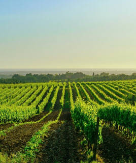 Scopri la regione vinicola di Bolgheri Homair