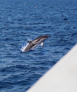 Un dauphin bondissant hors des eaux bleues de la Méditerranée lors d'une excursion en bateau, probablement au large de Sanary-sur-Mer.