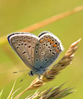 Un papillon aux ailes bleues et orangées, avec des taches noires, posé délicatement sur un brin d'herbe sèche, illustrant la faune locale près de Sanguinet.