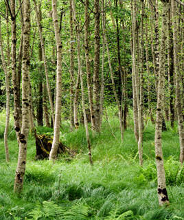 Une forêt dense de bouleaux aux troncs clairs et de fougères au sol, créant une ambiance paisible et verdoyante, typique de la Forêt d'Obespale près de Santa Giulia.