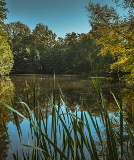 Un étang calme bordé de roseaux et d'arbres verdoyants à Seignosse, dont le feuillage se reflète dans l'eau sous un ciel bleu clair.