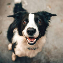 Un chien autorisé (-20 kg / hors 1ère et 2nd cat.) au Camping Le Sainte Marie à Sainte-Marie-la-Mer Homair