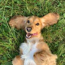 Un chien autorisé (hors 1ère et 2ème cat.) au Camping 4 Mori Family Village à Muravera Homair