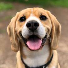 Ein Hund erlaubt (außer 1. und 2. Kategorie / verboten Juli-August) tot Camping Le Méditerranée Plage tot Vias Plage Homair