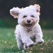 One dog allowed (less than 6kg / except 1st and 2nd category) to Campsite Les Jardins du Morbihan to Monterblanc Homair