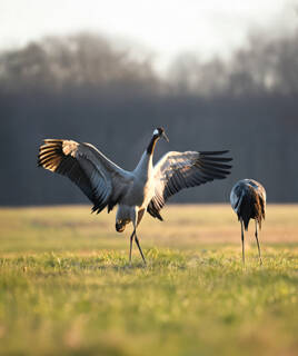 Camping Champagne Ardenne Grue Cendree