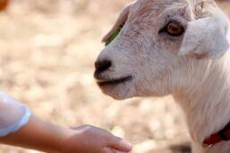 Mini ferme Camping Le Domaine de Bréhadour Guerande Homair